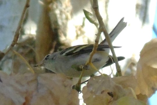 Gilbert Water Ranch, Gilbert, AZ - Jan. 4, 2018